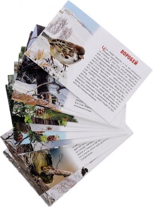 Обучающие карточки "Зимующие птицы России" фото книги 2