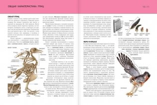 Птицы. Полная энциклопедия фото книги 7