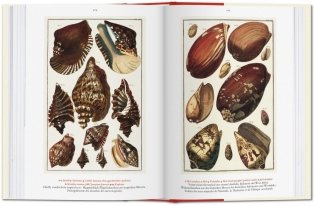 Albertus Seba. Cabinet of Natural Curiosities фото книги 6