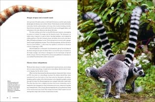 Dinosaurs фото книги 6