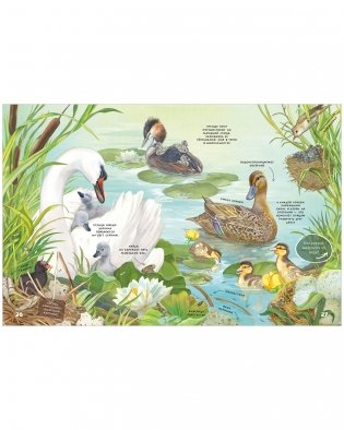 Секреты животных озера. Визуальная энциклопедия фото книги 9