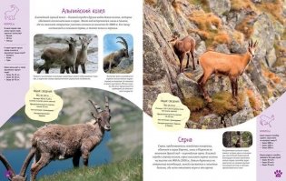 Красочный мир животных. Энциклопедия фото книги 4