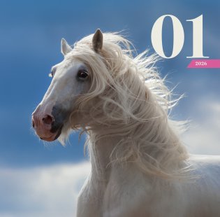 Символ года "Огненная лошадь". Настенный календарь на 2026 год фото книги 2