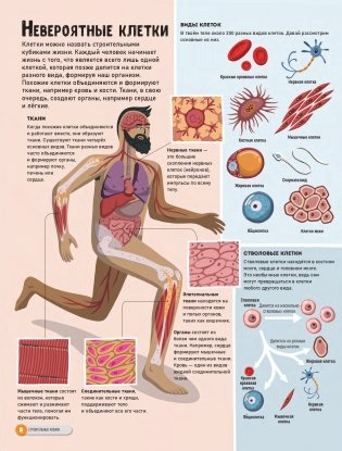 Атлас удивительного человеческого тела фото книги 6