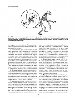 Локомоция человека. Протокол обследования, оценка, лечение и профилактика травм, связанных с циклом походки фото книги 12