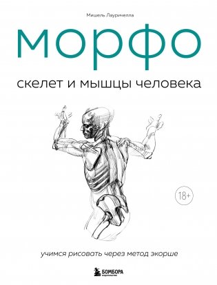 МОРФО. Скелет и мышцы человека. Анатомия для художников фото книги