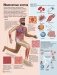 Атлас удивительного человеческого тела фото книги маленькое 7