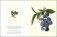 Fruit: Selections from the USDA Pomological Watercolor Collection (Tiny Folio) фото книги маленькое 6