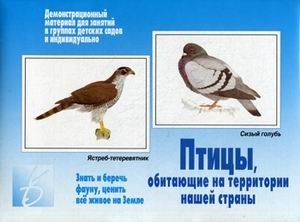 Игра "Птицы, обитающие на территории нашей страны" фото книги