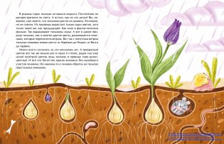 Тюльпан. Цветок султанов и мельников фото книги 3