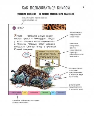 Все животные с крупными буквами фото книги 6