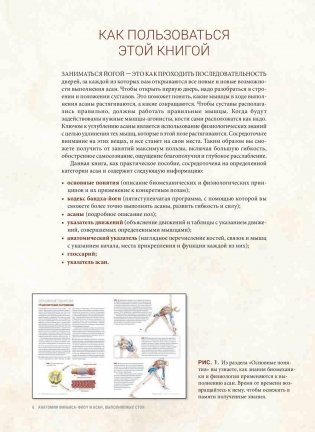 Анатомия виньяса-флоу и асан, выполняемых стоя. Руководство фото книги 4