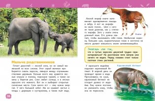 Джунгли. Энциклопедия для детского сада фото книги 4