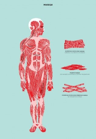 Анатомия фото книги 2