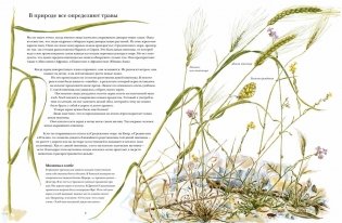 Книга злаков и трав фото книги 3