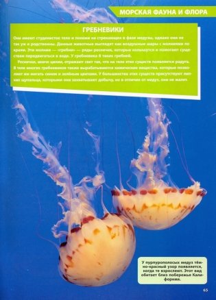 Большая энциклопедия океана фото книги 7
