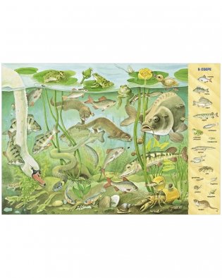 Найди и покажи. 1000 животных фото книги 13