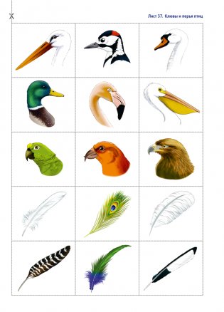 Природа в развитии и воспитании детей дошкольного возраста. 5—7 лет. Учебное наглядное пособие. ГРИФ фото книги 11