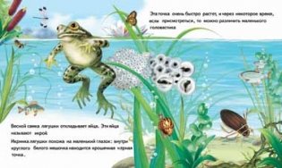 Как появляется лягушка фото книги 2