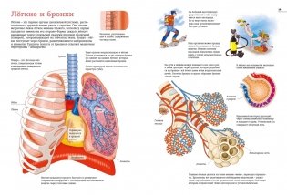 Тело человека. Атлас анатомии в картинках фото книги 5