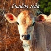 Символ года. Вид 1. Календарь настенный перекидной на скрепке на 2021 год фото книги