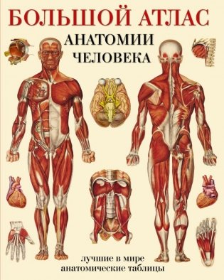 Большой атлас анатомии человека. Лучшие в мире анатомические таблицы фото книги