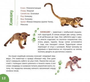 Сельва Амазонии фото книги 7