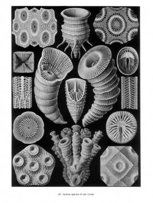 Art Forms in Nature фото книги 7