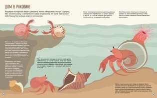 Что внутри? Как устроены дома животных фото книги 5