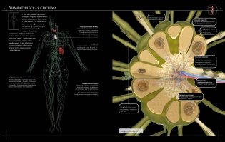 Иллюстрированный атлас. Анатомия человека фото книги 8