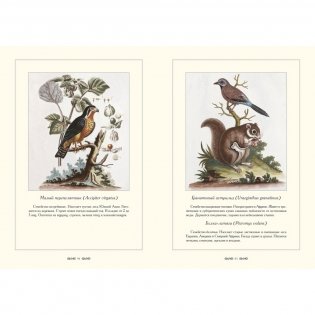 Зоологический альбом фото книги 8