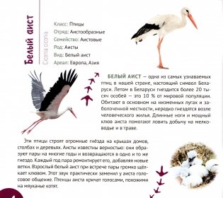 Белорусские птицы. Серия "Планета животных" фото книги 5