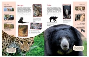 Яркий мир животных фото книги 2