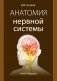 Анатомия нервной системы: учебное пособие фото книги маленькое 2