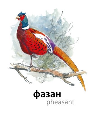 Птицы фото книги 3