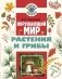 Окружающий мир. Растения и грибы фото книги маленькое 2
