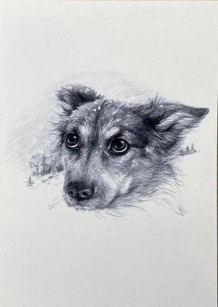 Открытка "Иду по тайге. Собака" фото книги