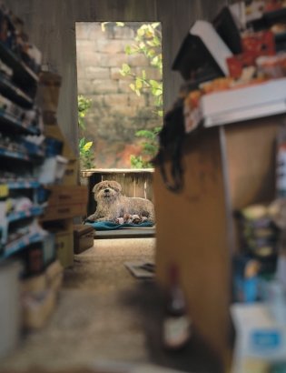 Я щенок фото книги 2