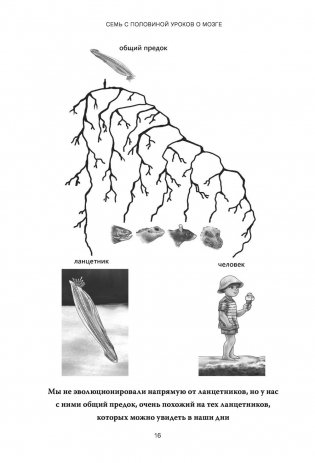 Семь с половиной уроков о мозге. Почему мозг устроен не так, как мы думали фото книги 9
