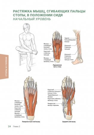 Анатомия упражнений на растяжку (новейшая редакция) фото книги 23