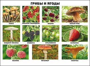 Плакат. Грибы и ягоды фото книги