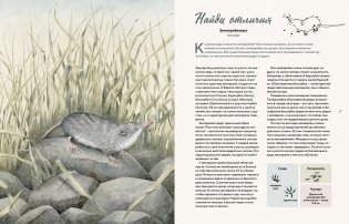 Наши соседи по планете. Рассказы о диких животных фото книги 4