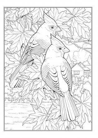 Creative Haven Glorious Songbirds Coloring Book фото книги 12