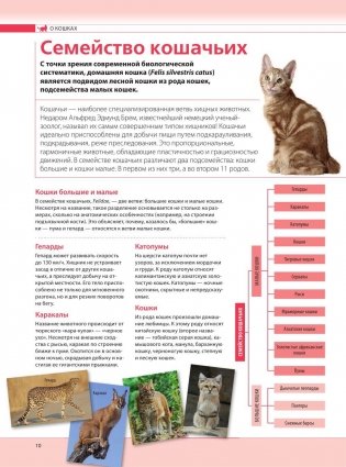 Кошки. Самая полная иллюстрированная энциклопедия фото книги 9