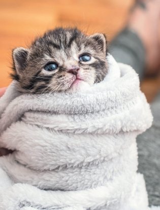 Крошки на ладошке. Трогательное руководство по спасению и заботе о котятах для самых неравнодушных фото книги 3