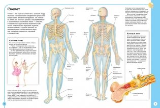 Первый атлас анатомии человека фото книги 5