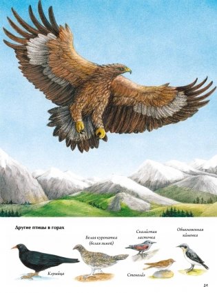 Книга о птицах. BIObook А. Толмачёва фото книги 3