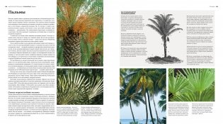 Деревья. Жизнеутверждающее путешествие по лесам, садам и паркам фото книги 5