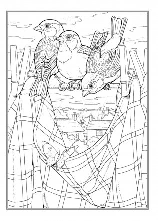 Creative Haven Glorious Songbirds Coloring Book фото книги 4