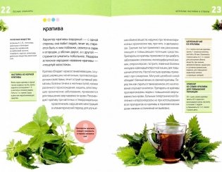 Лесные эликсиры. Целебные настойки и отвары фото книги 2